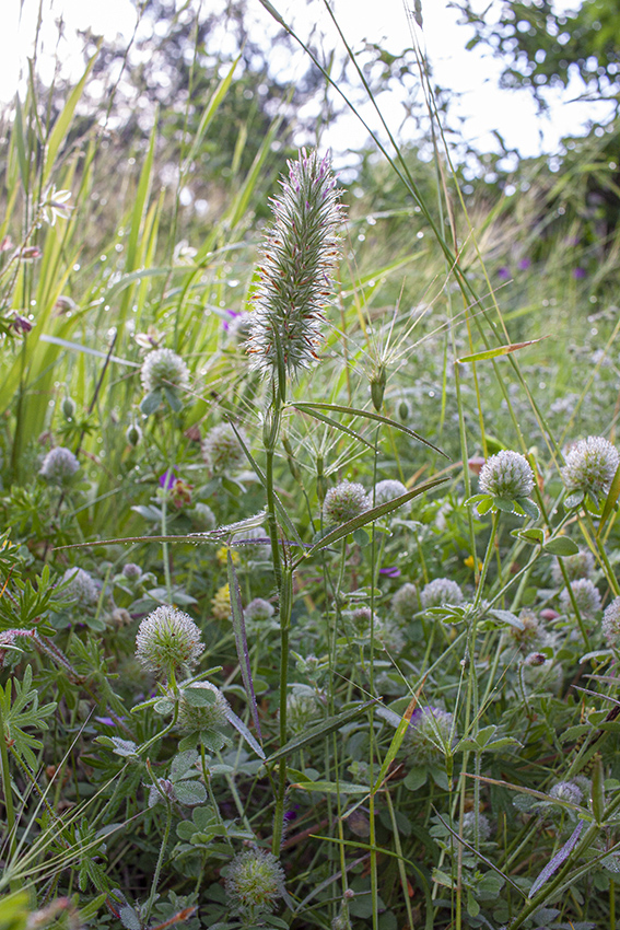 Image of Trifolium angustifolium specimen.