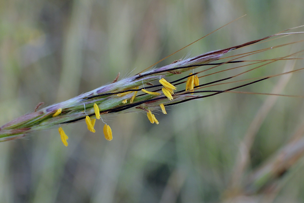 Image of Hyparrhenia hirta specimen.