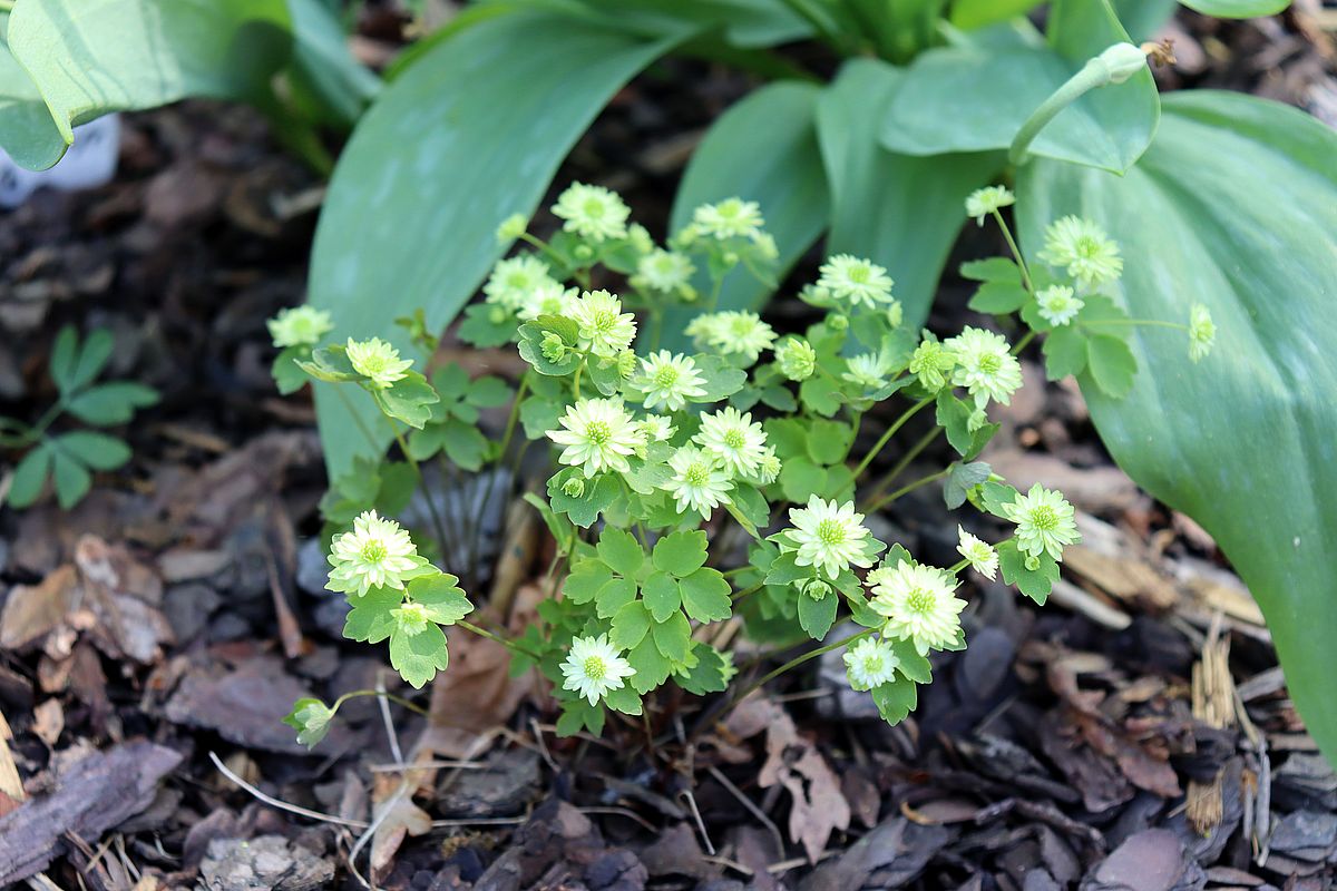 Изображение особи Thalictrum thalictroides.