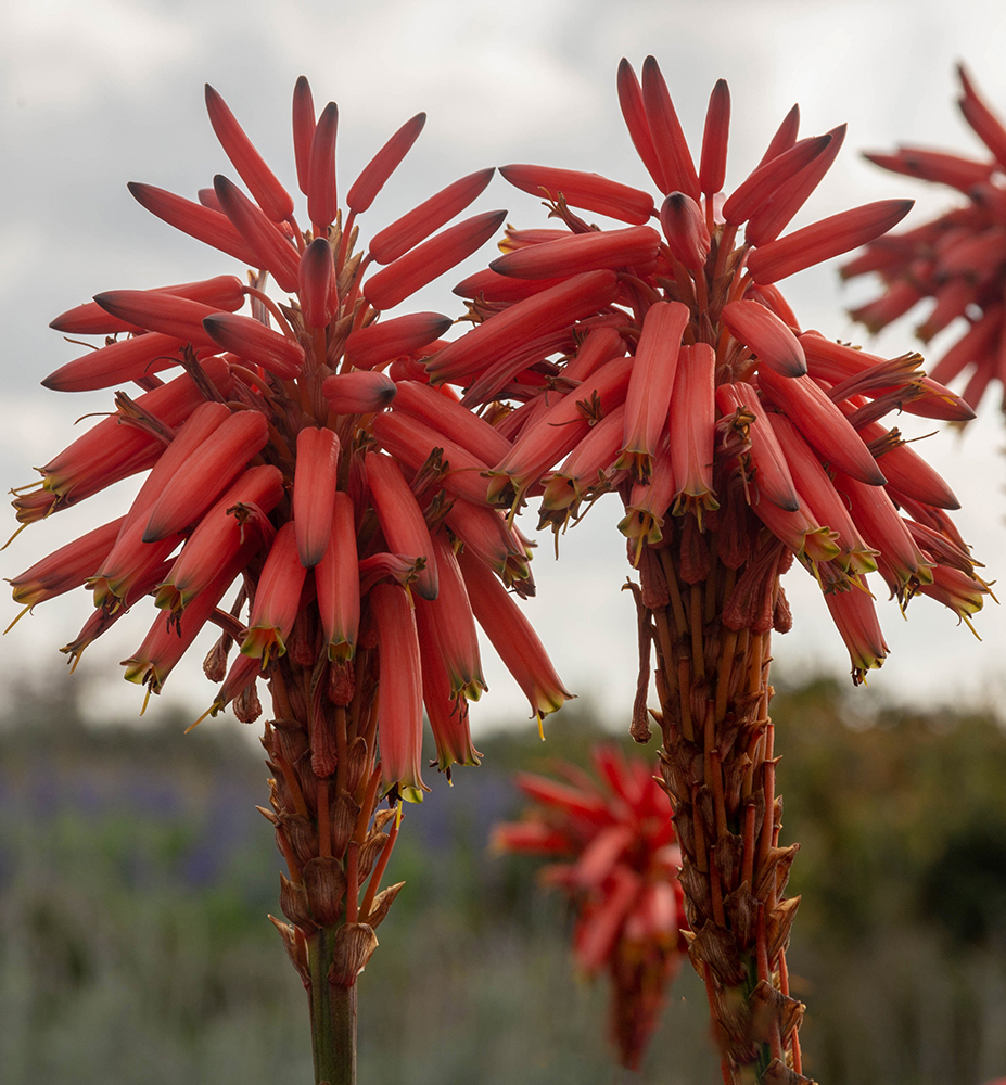 Image of Aloe arborescens specimen.