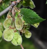 Ulmus laevis