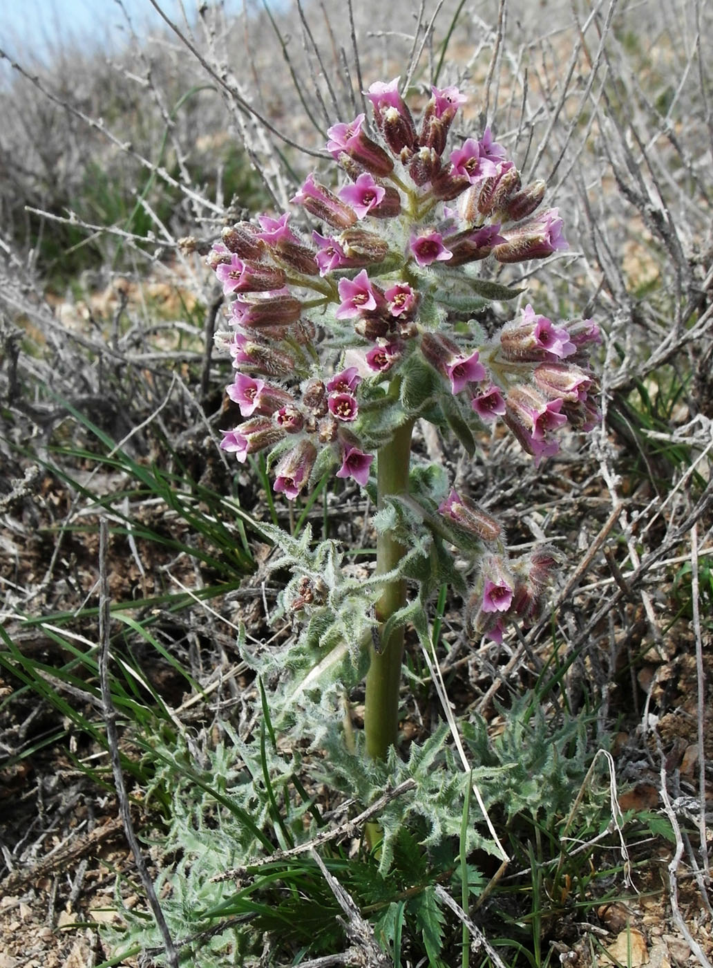 Image of Megacarpaea megalocarpa specimen.