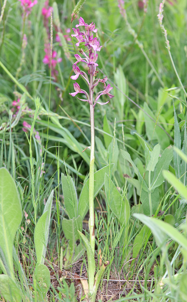 Изображение особи Anacamptis &times; gennarii nothosubsp. orientecaucasica.