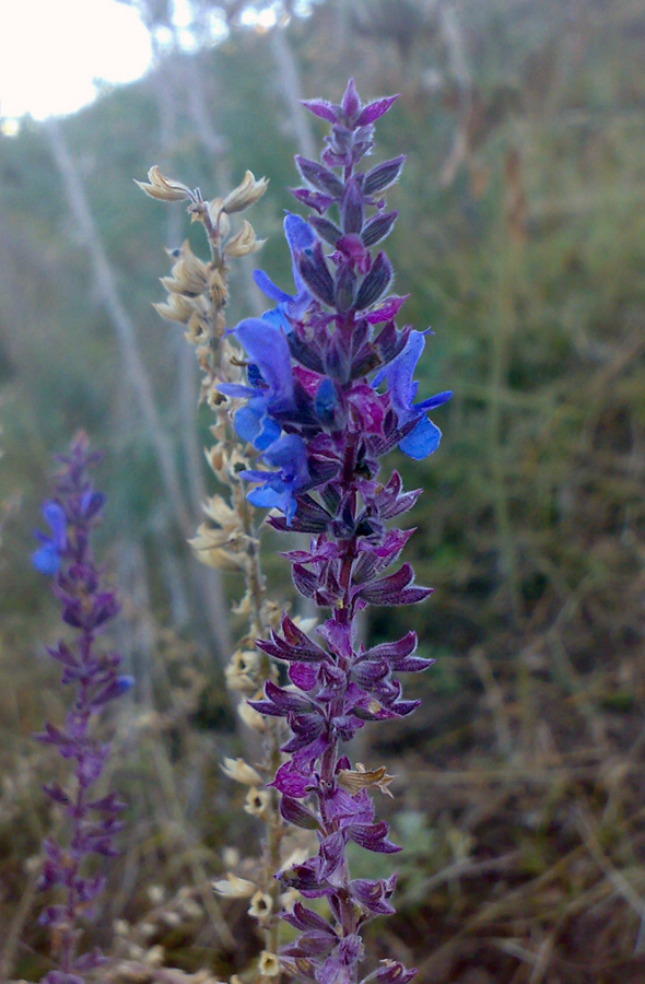 Image of Salvia deserta specimen.