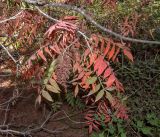 Rhus copallinum. Ветка плодоносящего растения в осенней окраске. Израиль, Иудейские горы, г. Иерусалим, ботанический сад университета. 09.11.2021.