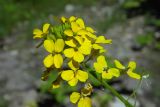 Смотреть изображение Erysimum aureum