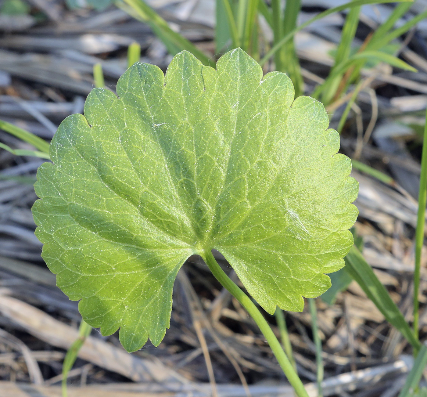 Изображение особи Ranunculus cassubicus.