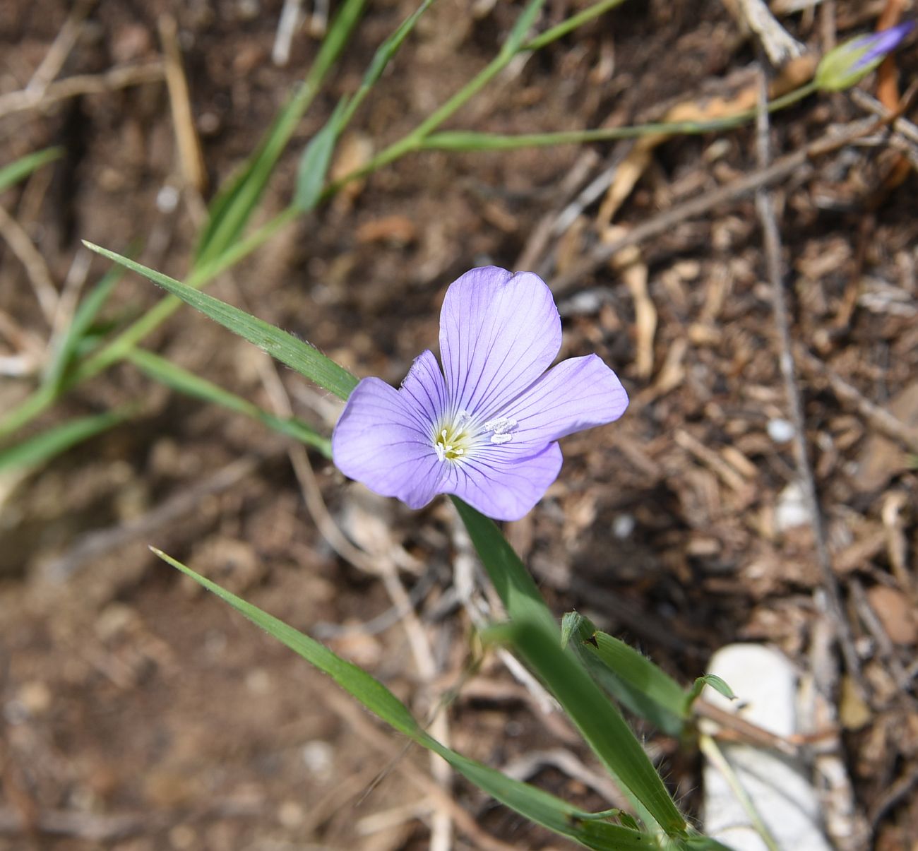 Image of genus Linum specimen.