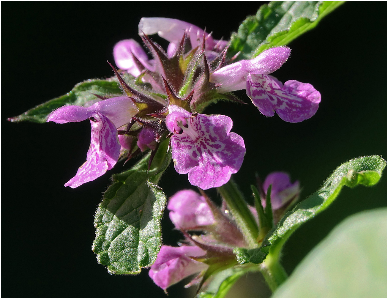 Изображение особи Stachys palustris.