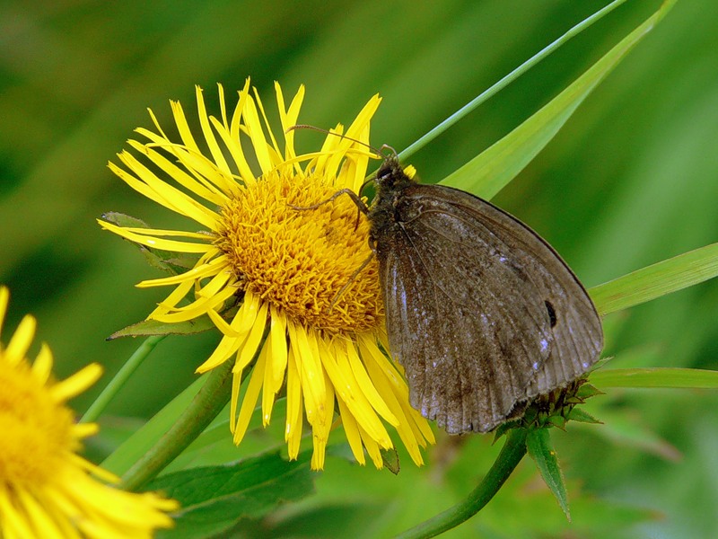 Image of Inula britannica specimen.