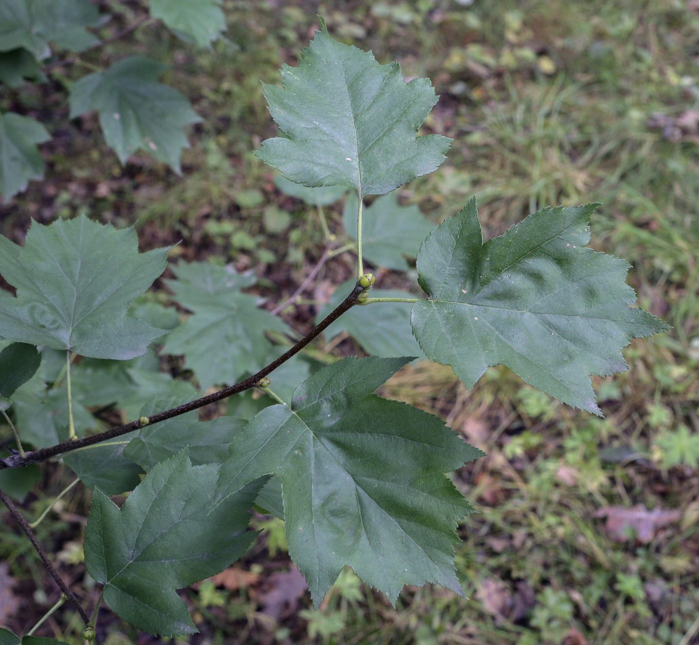 Image of Sorbus torminalis specimen.