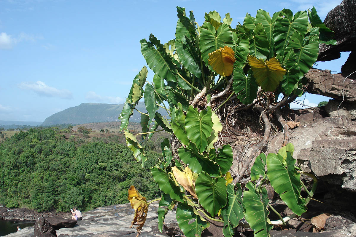 Image of genus Philodendron specimen.