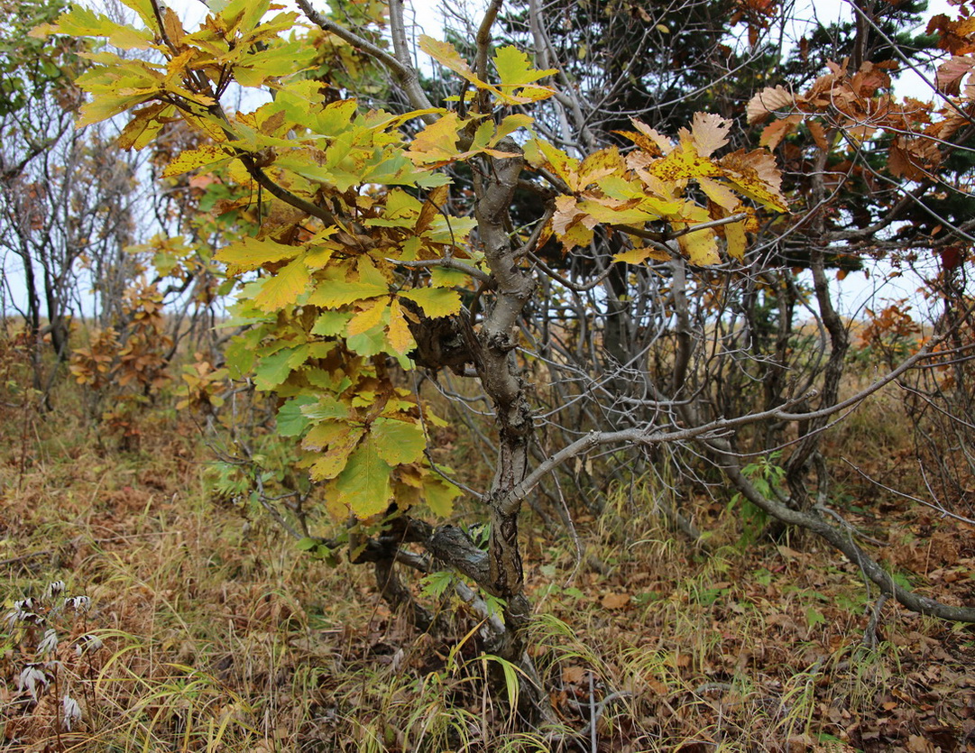 Изображение особи Quercus mongolica.