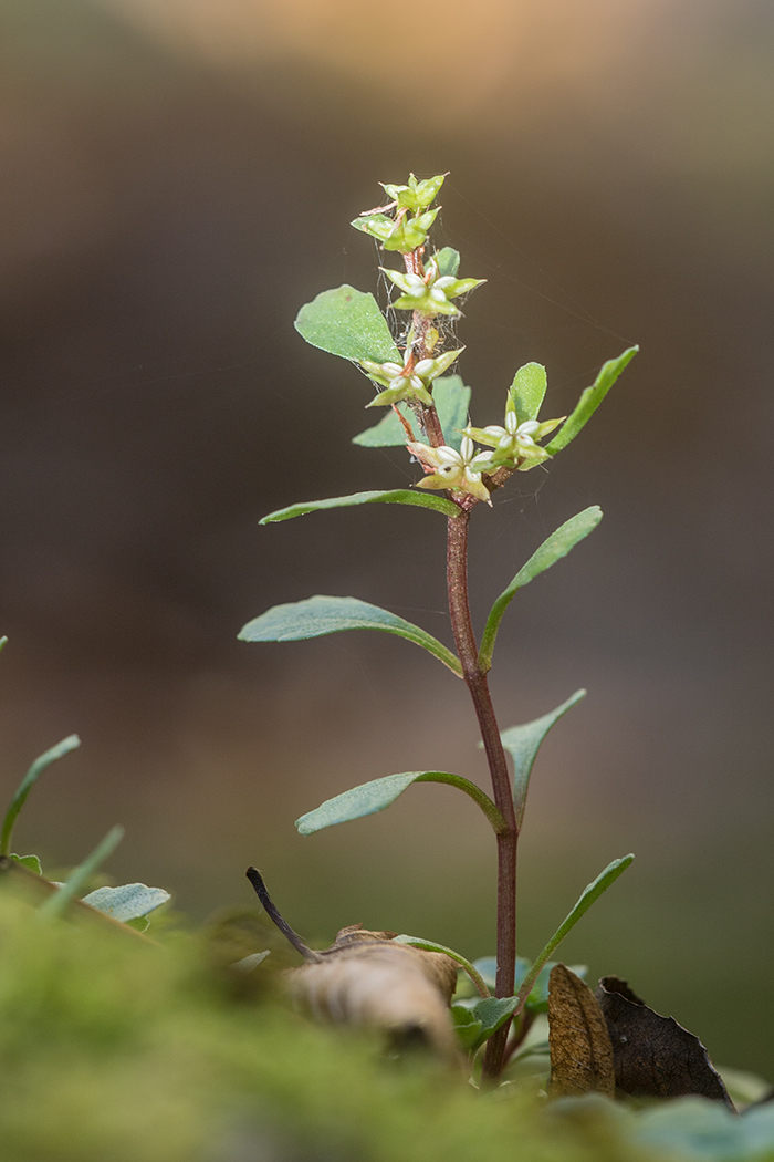 Изображение особи Sedum stoloniferum.