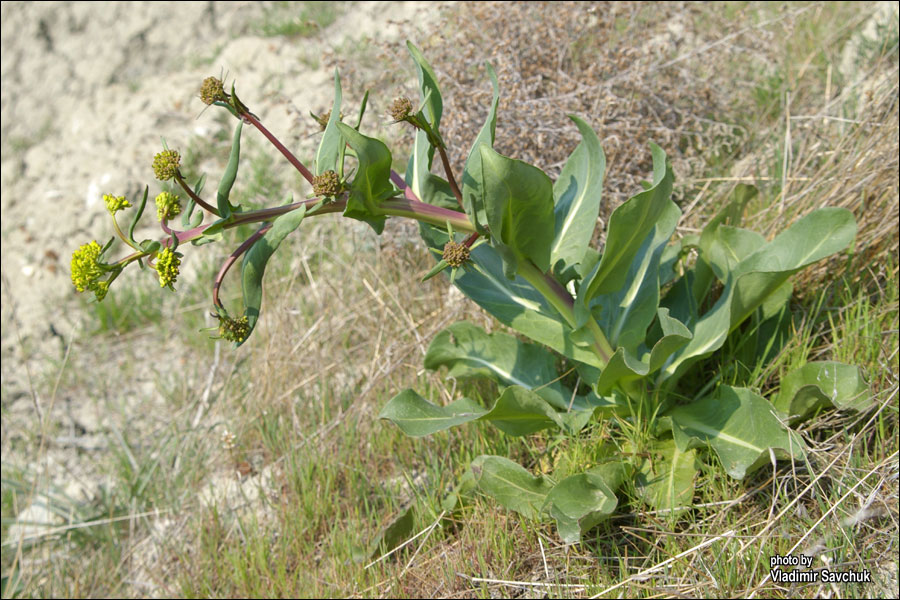 Изображение особи Isatis littoralis.