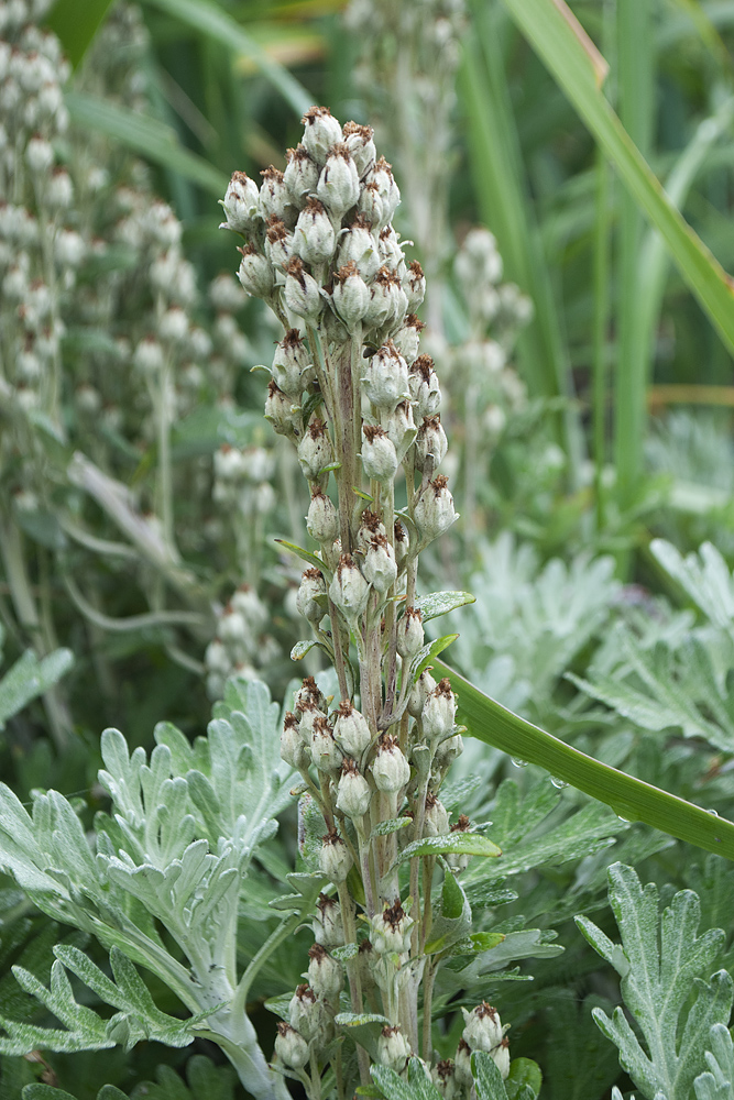 Image of Artemisia stelleriana specimen.