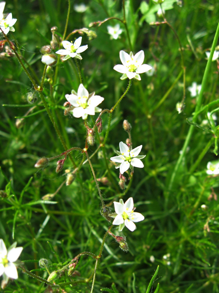 Изображение особи Spergula arvensis.