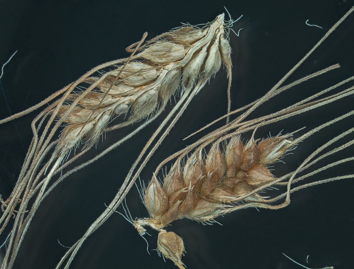 Изображение особи Echinochloa caudata.