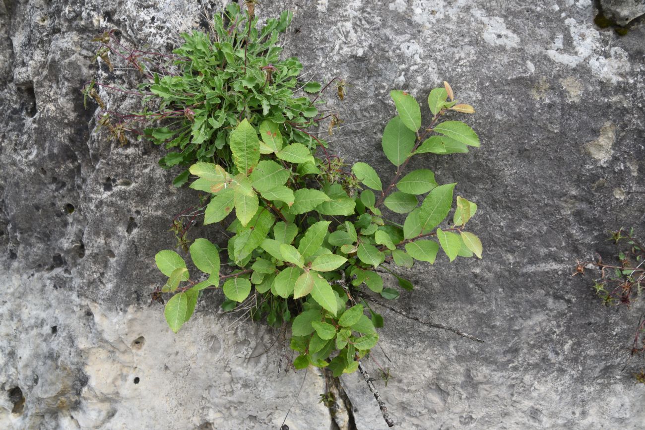 Image of Salix caprea specimen.