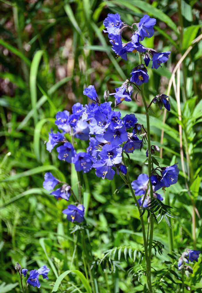 Image of Polemonium caeruleum specimen.