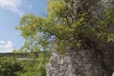 Celtis australis. Взрослое дерево. Крым, предгорья, окр. села Красный Мак, южный склон горы Кызык-Кулак-Кая. 14.05.2023.