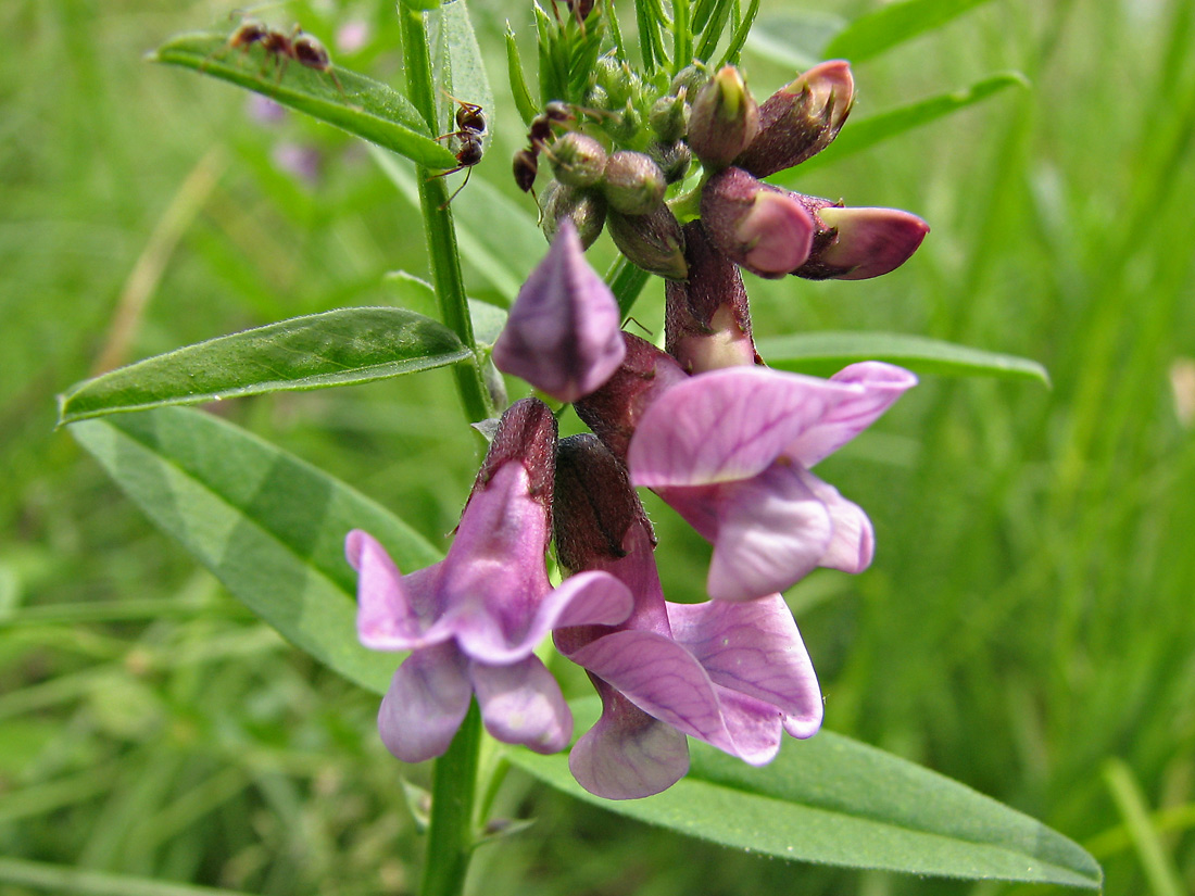 Image of Vicia sepium specimen.