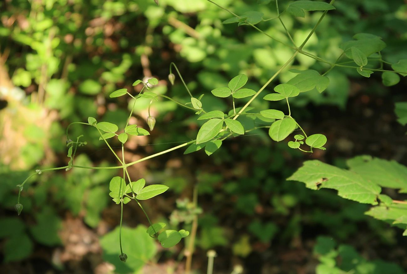 Изображение особи Clematis viticella.