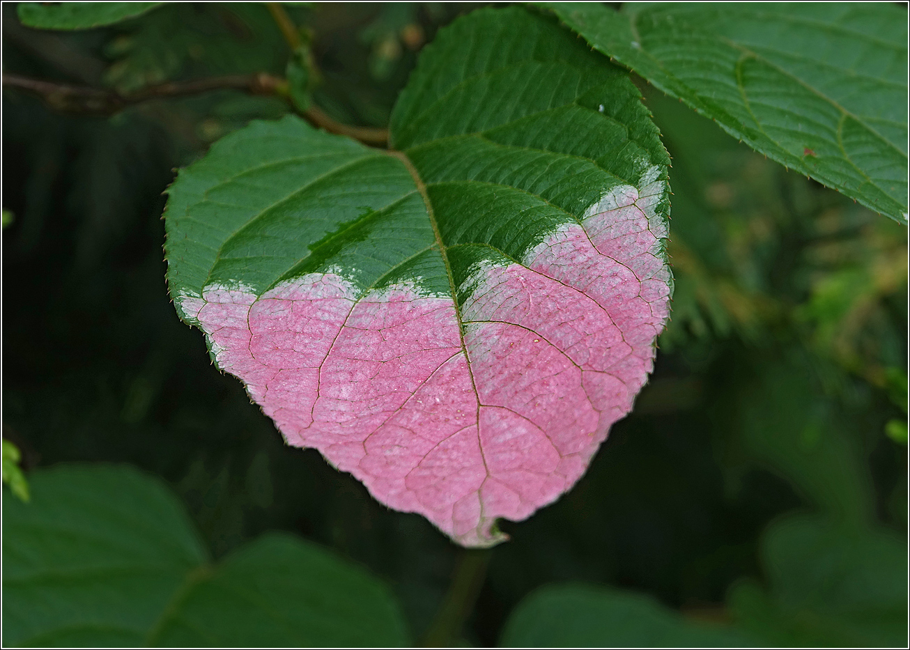 Изображение особи Actinidia kolomikta.