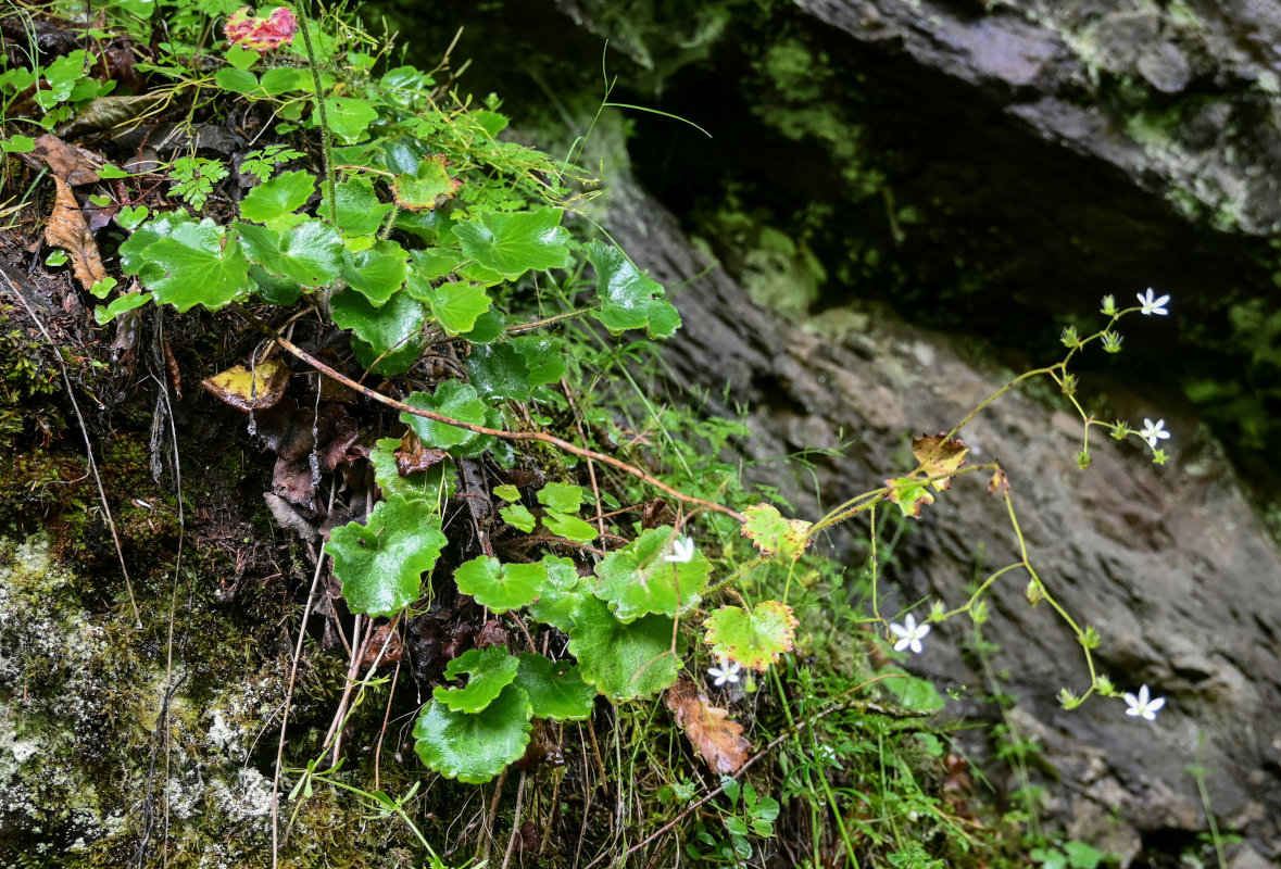 Image of Saxifraga repanda specimen.