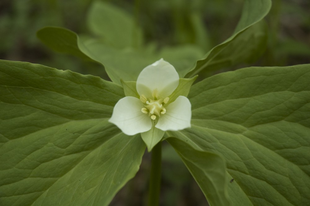 Image of Trillium × komarovii specimen.