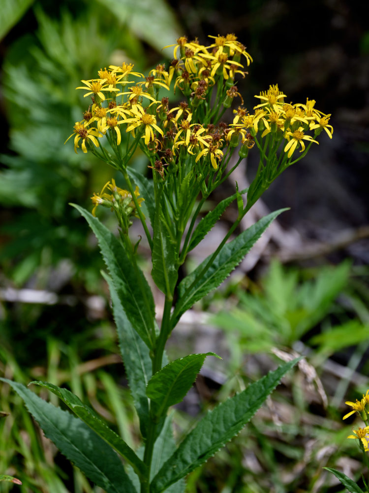 Image of Senecio nemorensis specimen.