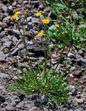 Scorzoneroides autumnalis. Цветущее растение. Курильские о-ва, о-в Итуруп, г. Курильск, каменистый пляж. 14.08.2023.