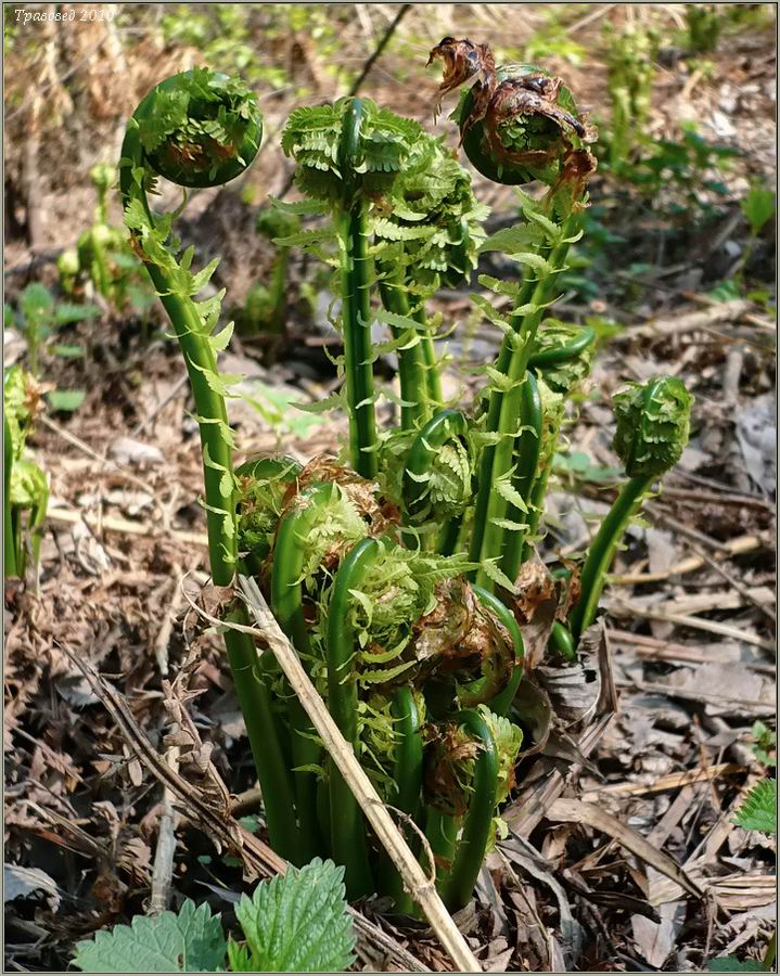 Image of Matteuccia struthiopteris specimen.