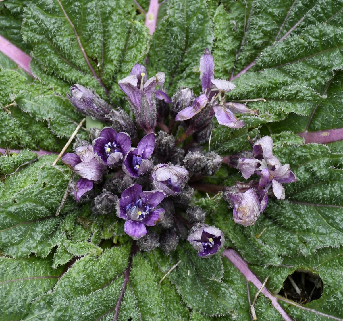 Image of Mandragora autumnalis specimen.