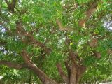 View full-size image Kigelia pinnata