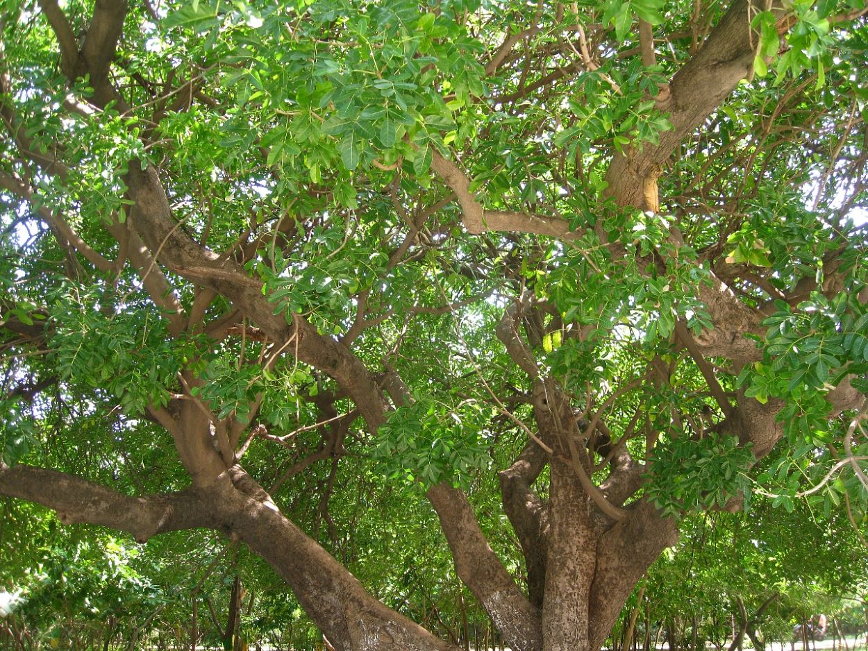 Image of Kigelia pinnata specimen.