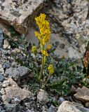 Corydalis gortschakovii