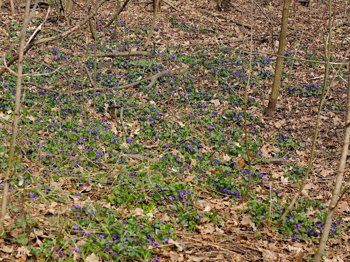 Image of Viola odorata specimen.