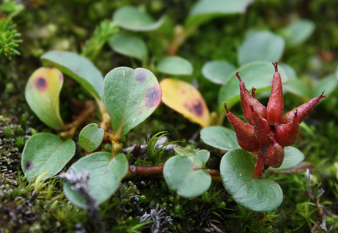 Изображение особи Salix nummularia.