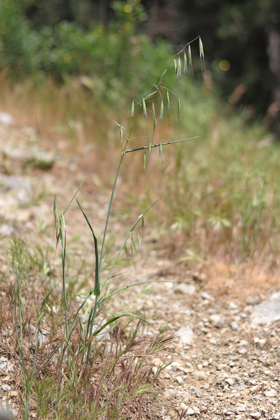 Image of Avena barbata specimen.