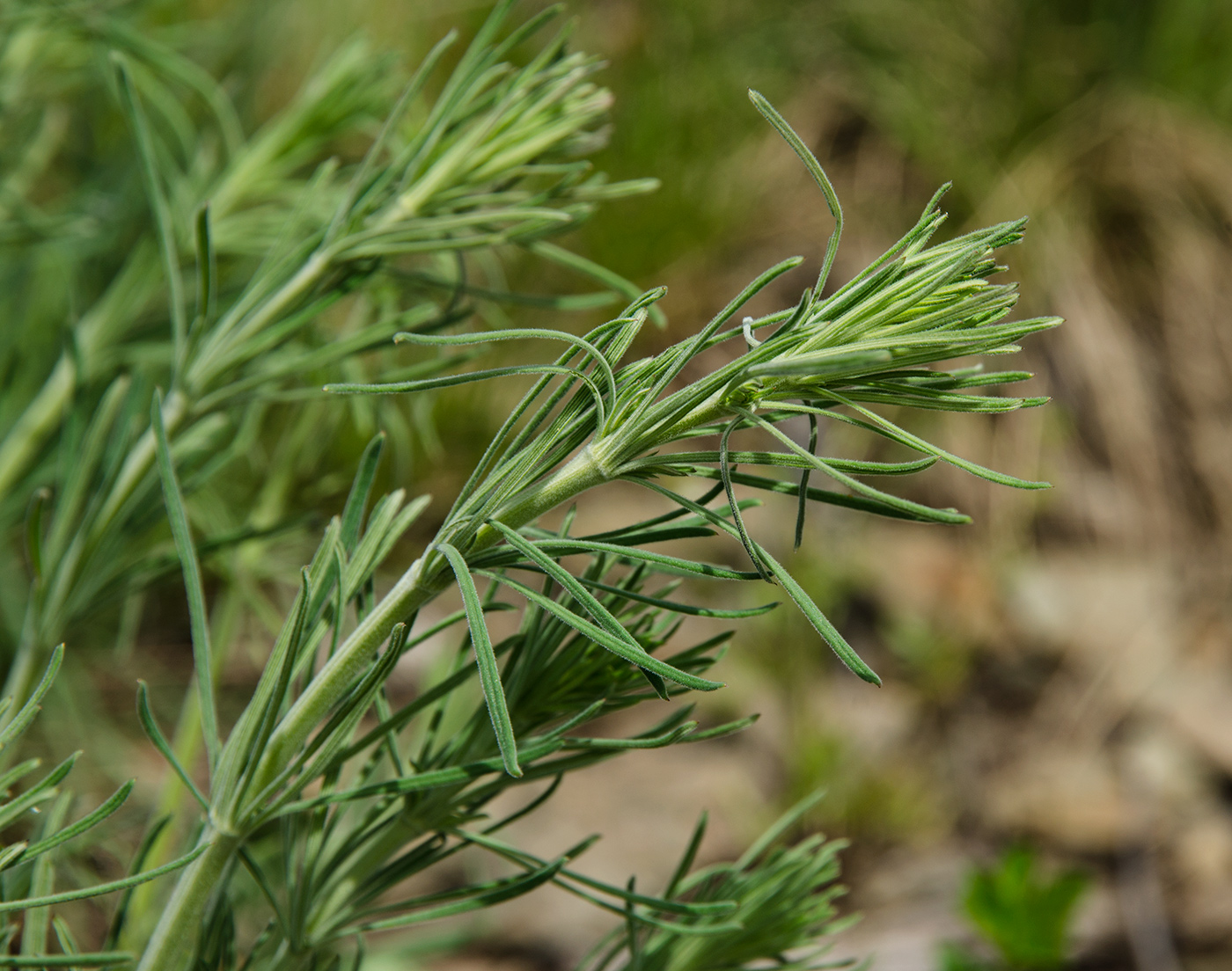 Image of Galium tomentellum specimen.