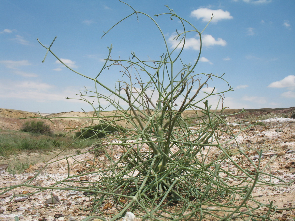 Image of Seseli eriocephalum specimen.