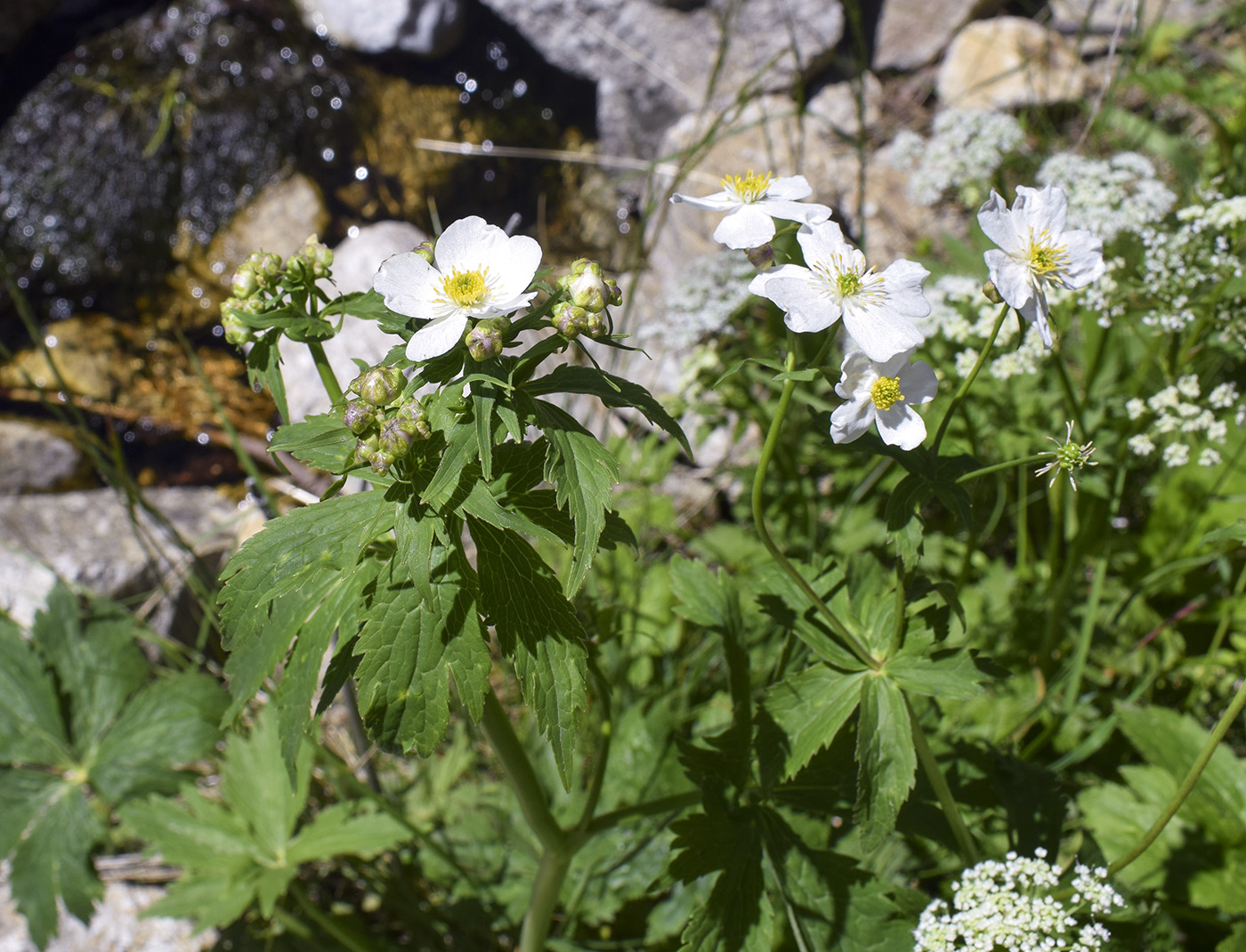 Изображение особи Ranunculus platanifolius.