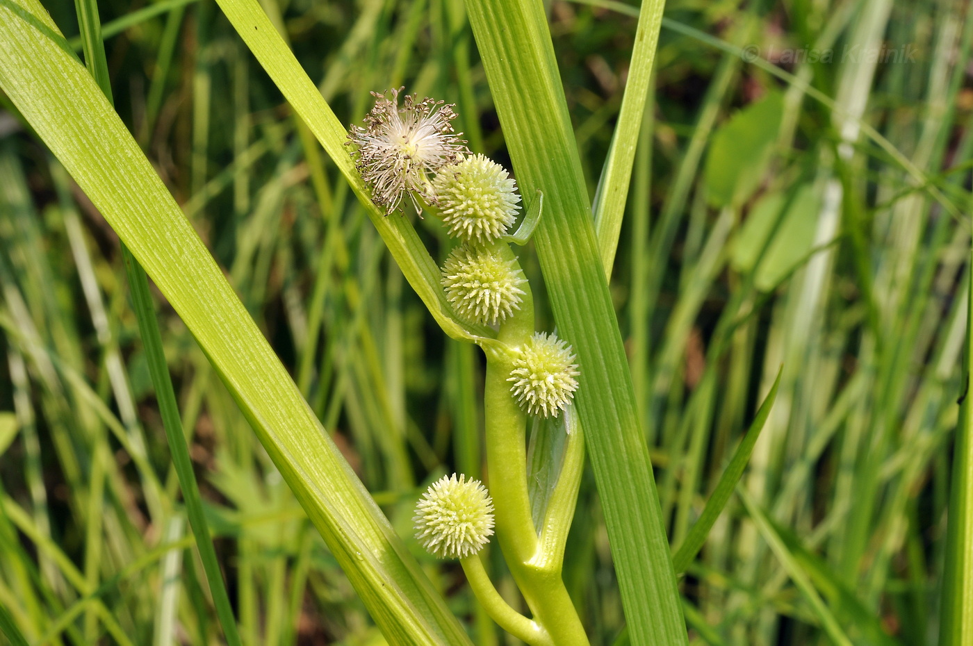 Изображение особи Sparganium glomeratum.