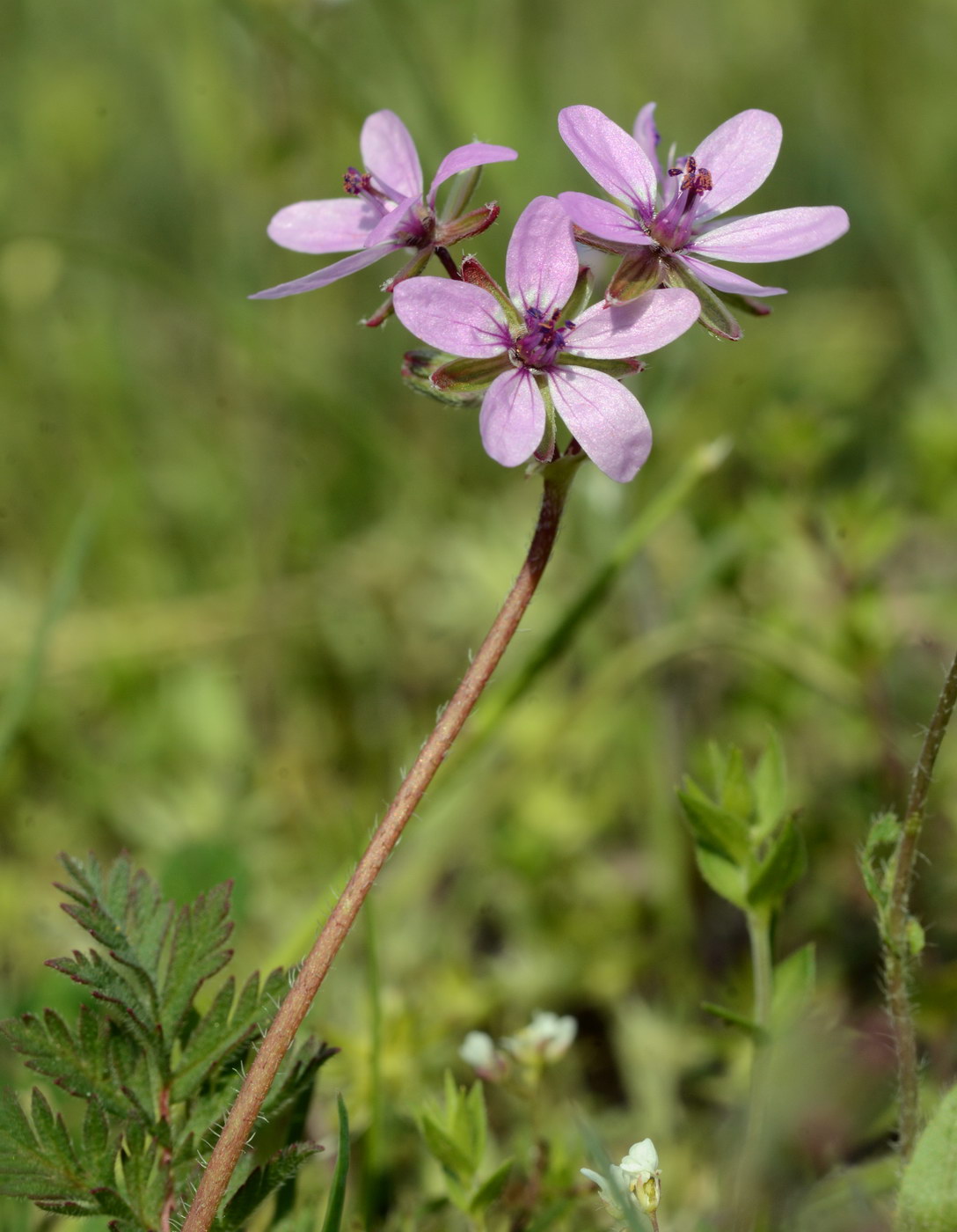 Изображение особи Erodium cicutarium.