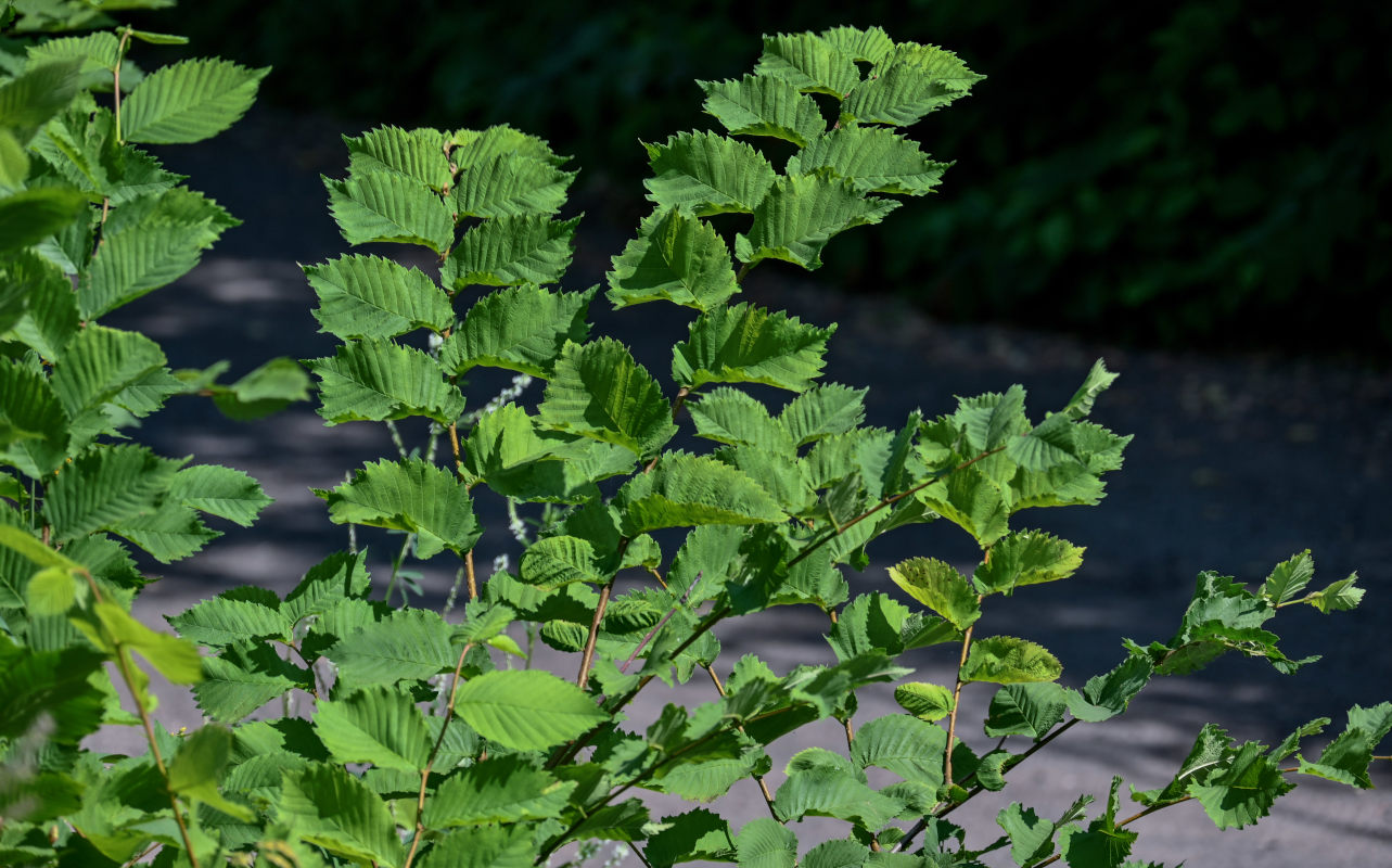 Изображение особи Ulmus glabra.