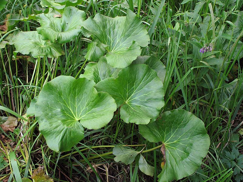 Image of Caltha palustris specimen.