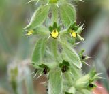 Sideritis montana