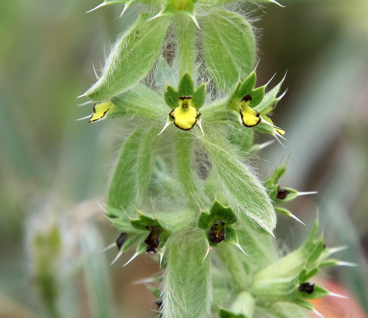 Image of Sideritis montana specimen.