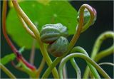 Tropaeolum majus. Незрелый плод. Московская обл., Раменский р-н, окр. дер. Хрипань, садовый участок. 07.09.2024.